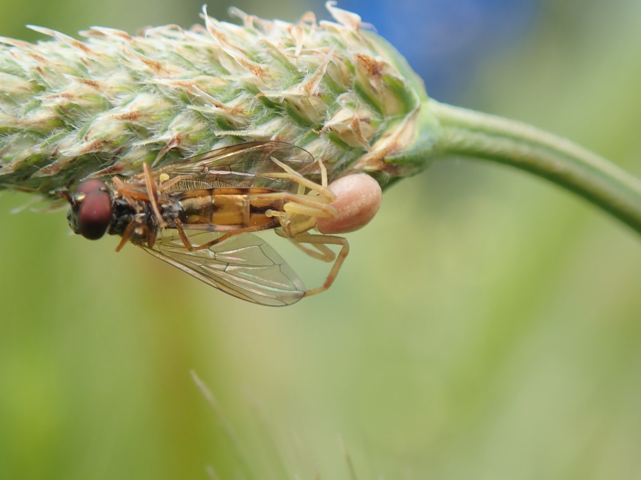 Runcinia grammica Runcinia grammica